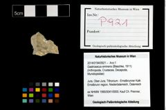 Foto (Objekt + Etikett) von Gastrosacus eminens (Blaschke, 1911)  (NHMW-GEO-2014-0194-0921)